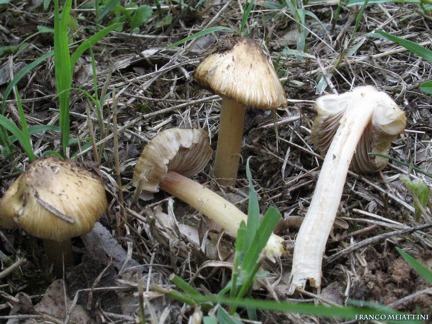 Inocybe